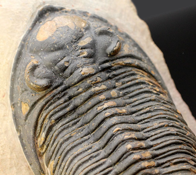 典型的で良形!デボン紀の大型の三葉虫、オドントチレ(Odontochile hausmanni)の化石。立派なサイズ、状態の良い複眼、左右に伸びるgenal spineなど、特徴がよく現れた良質化石(その3)