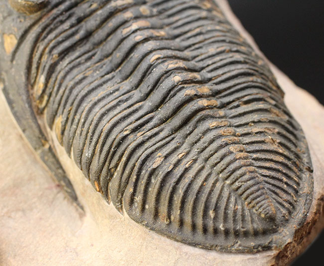 典型的で良形!デボン紀の大型の三葉虫、オドントチレ(Odontochile hausmanni)の化石。立派なサイズ、状態の良い複眼、左右に伸びるgenal spineなど、特徴がよく現れた良質化石(その4)
