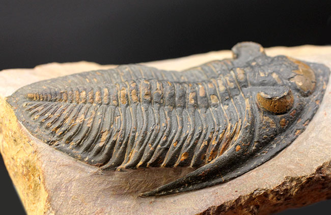 典型的で良形!デボン紀の大型の三葉虫、オドントチレ(Odontochile hausmanni)の化石。立派なサイズ、状態の良い複眼、左右に伸びるgenal spineなど、特徴がよく現れた良質化石(その5)