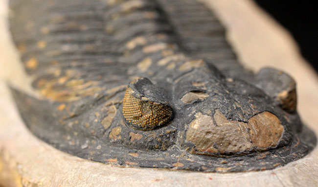 典型的で良形!デボン紀の大型の三葉虫、オドントチレ(Odontochile hausmanni)の化石。立派なサイズ、状態の良い複眼、左右に伸びるgenal spineなど、特徴がよく現れた良質化石(その6)
