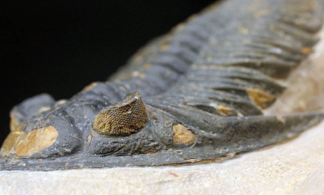 典型的で良形!デボン紀の大型の三葉虫、オドントチレ(Odontochile hausmanni)の化石。立派なサイズ、状態の良い複眼、左右に伸びるgenal spineなど、特徴がよく現れた良質化石(その7)