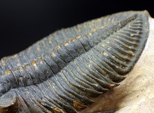 典型的で良形!デボン紀の大型の三葉虫、オドントチレ(Odontochile hausmanni)の化石。立派なサイズ、状態の良い複眼、左右に伸びるgenal spineなど、特徴がよく現れた良質化石(その8)