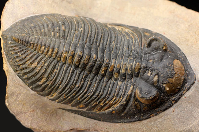 典型的で良形!デボン紀の大型の三葉虫、オドントチレ(Odontochile hausmanni)の化石。立派なサイズ、状態の良い複眼、左右に伸びるgenal spineなど、特徴がよく現れた良質化石(その9)