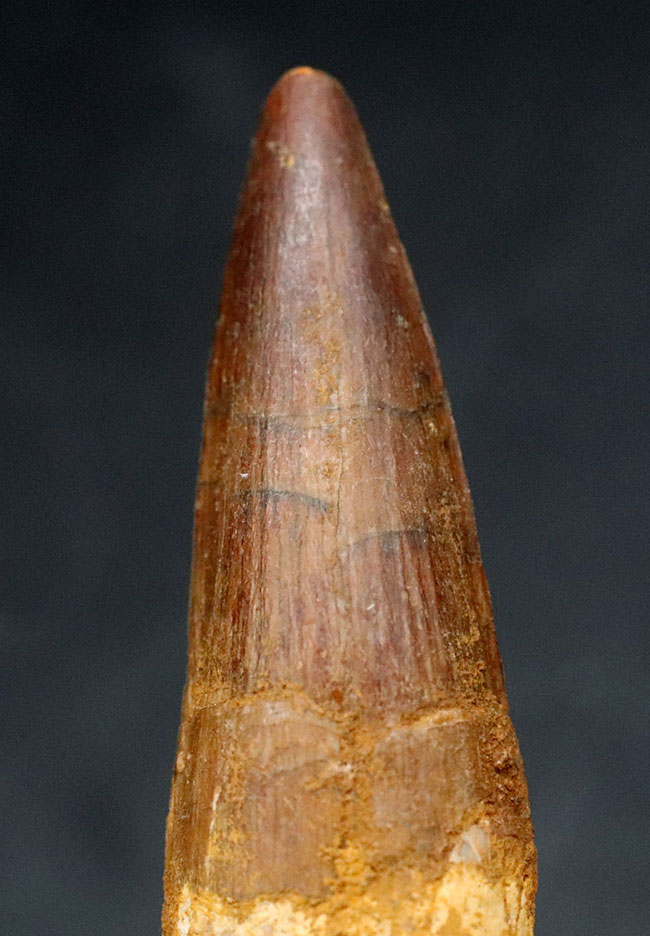 北アフリカの恐竜の王!コレクショングレードの美しい、スピノサウルス(Spinosaurus)の歯化石(その1)