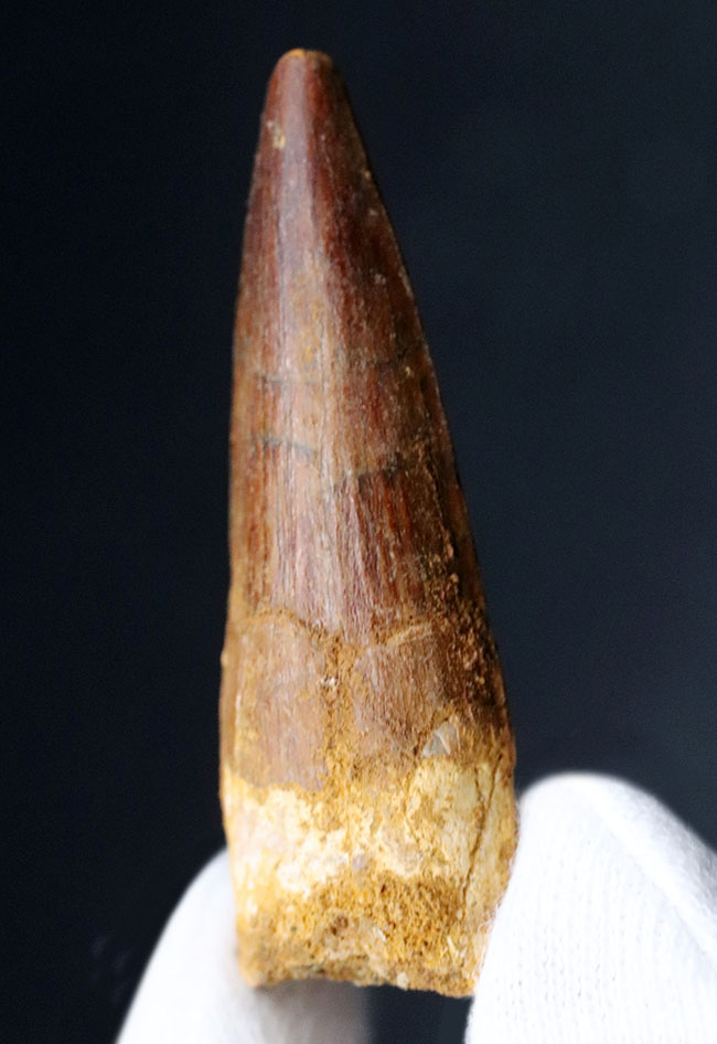 北アフリカの恐竜の王!コレクショングレードの美しい、スピノサウルス(Spinosaurus)の歯化石(その2)