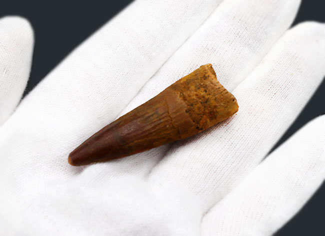 北アフリカの恐竜の王!コレクショングレードの美しい、スピノサウルス(Spinosaurus)の歯化石(その3)