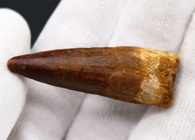 北アフリカの恐竜の王!コレクショングレードの美しい、スピノサウルス(Spinosaurus)の歯化石(その4)