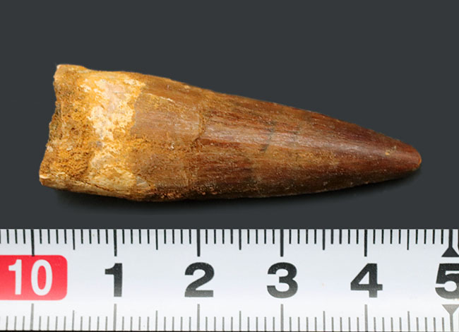 北アフリカの恐竜の王!コレクショングレードの美しい、スピノサウルス(Spinosaurus)の歯化石(その6)