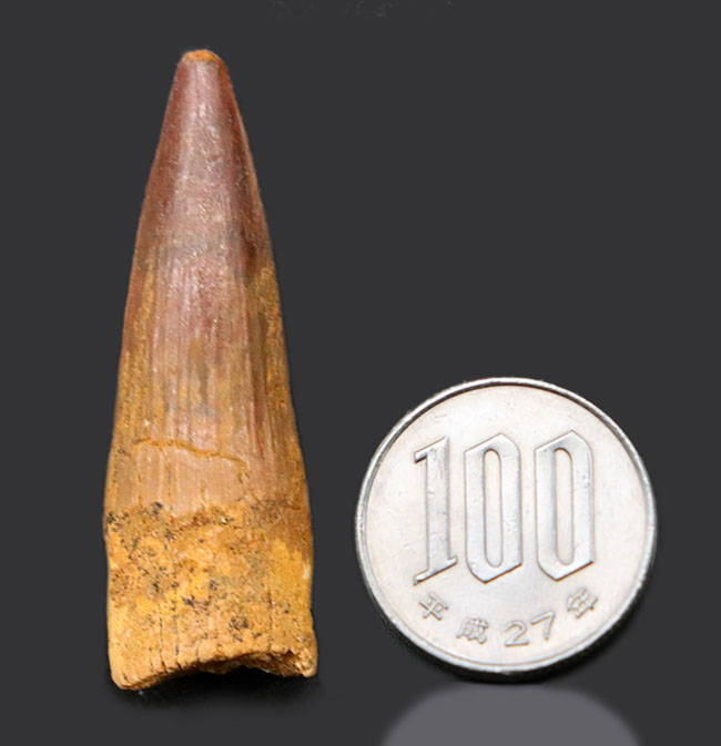 北アフリカの恐竜の王!コレクショングレードの美しい、スピノサウルス(Spinosaurus)の歯化石(その7)