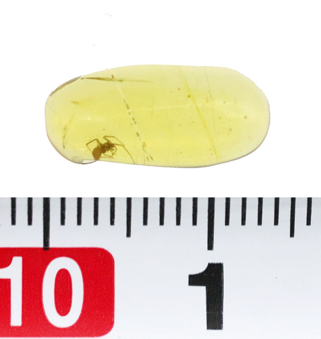 古代の蜘蛛(くも)を内包!ミャンマー産の恐竜時代の琥珀、バーマイト(Burmite)(その7)