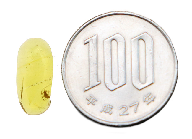 古代の蜘蛛(くも)を内包!ミャンマー産の恐竜時代の琥珀、バーマイト(Burmite)(その8)
