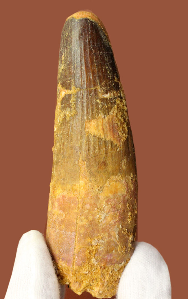 50グラムオーバーのズッシリ標本!スピノサウルス(Spinosaurus)の大きな歯化石(その1)