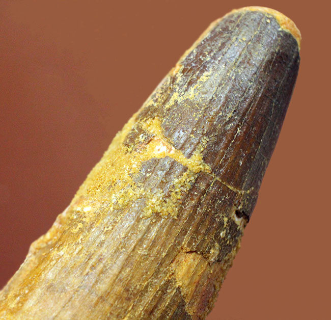 50グラムオーバーのズッシリ標本!スピノサウルス(Spinosaurus)の大きな歯化石(その2)