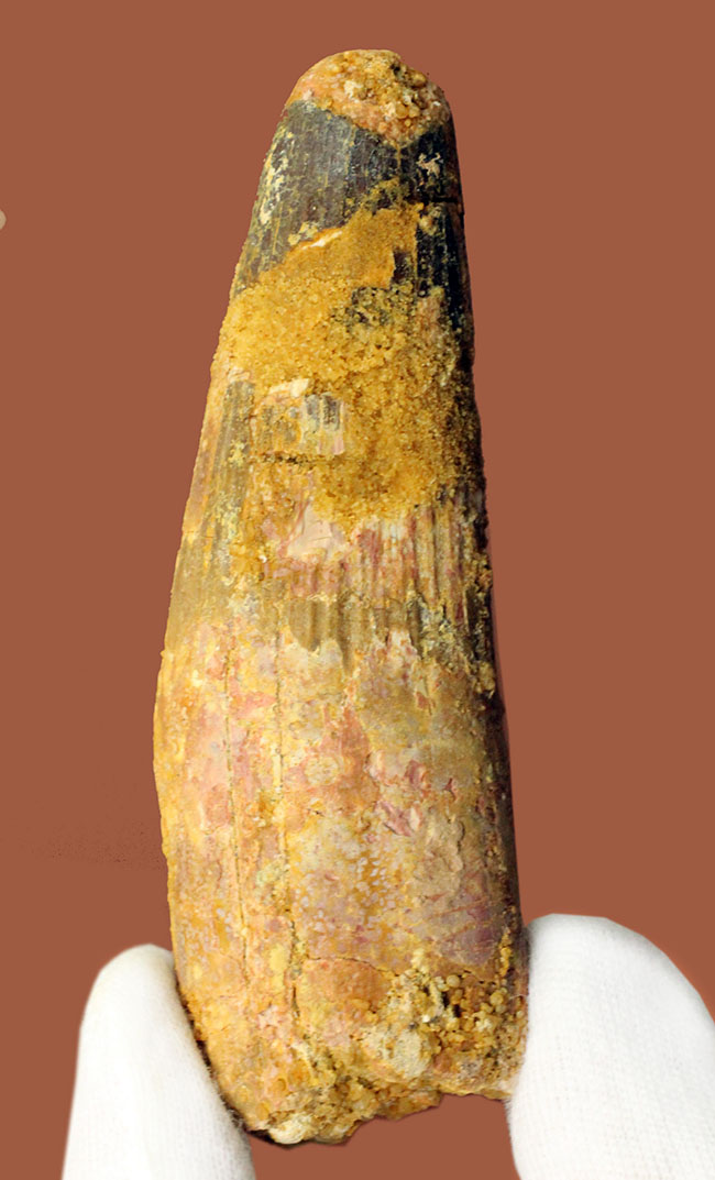 50グラムオーバーのズッシリ標本!スピノサウルス(Spinosaurus)の大きな歯化石(その3)