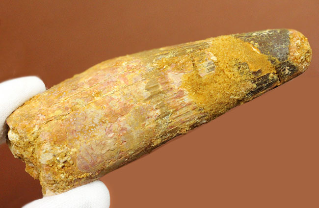 50グラムオーバーのズッシリ標本!スピノサウルス(Spinosaurus)の大きな歯化石(その5)