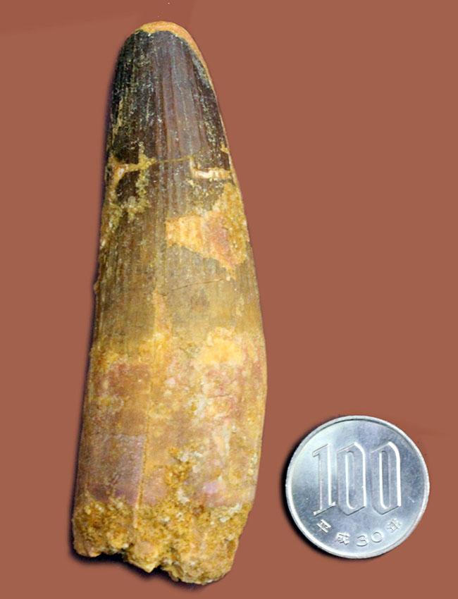 50グラムオーバーのズッシリ標本!スピノサウルス(Spinosaurus)の大きな歯化石(その7)