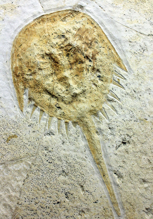 古代のカブトガニ。もう少しで20センチ！保存状態良好！ドイツ・ゾルンフォーフェン産ビッグなメソリムルス（Mesolimulus）の全身化石。（その1）