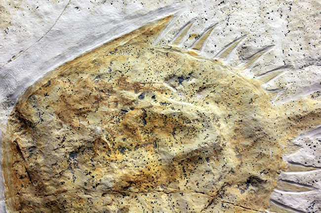 古代のカブトガニ。もう少しで20センチ！保存状態良好！ドイツ・ゾルンフォーフェン産ビッグなメソリムルス（Mesolimulus）の全身化石。（その6）