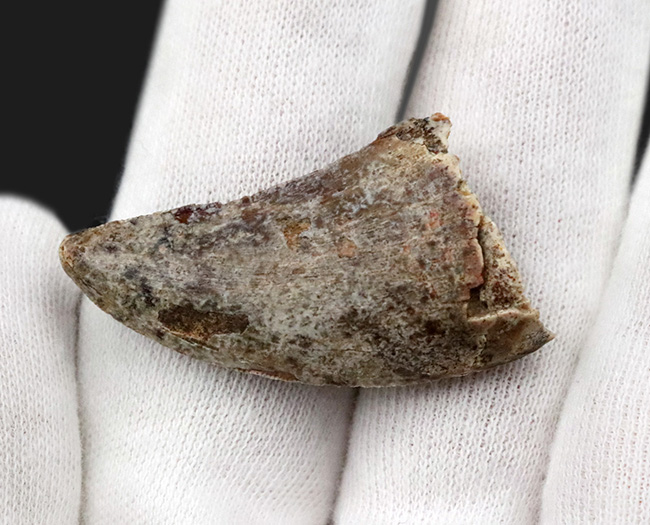 恐竜の歯 [DS398] パロニコドン 化石 希少 レア 恐竜の歯 [DS398] パロニコドン 化石 希少 レア