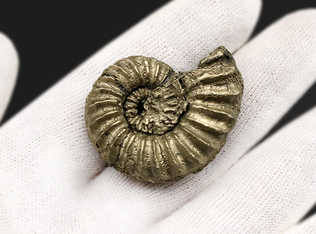 希少！ドイツのジュラ紀の地層から発見された黄鉄鉱化アンモナイト