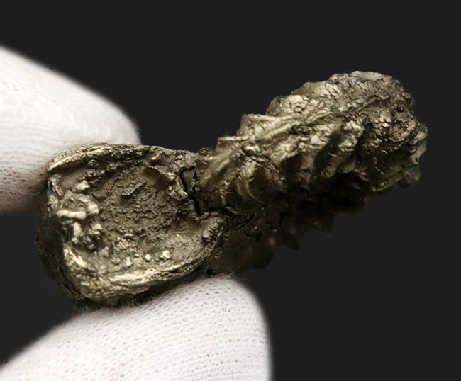 希少！ドイツのジュラ紀の地層から発見された黄鉄鉱化アンモナイト、プレウロセラス（Pleuroceras）（その8）
