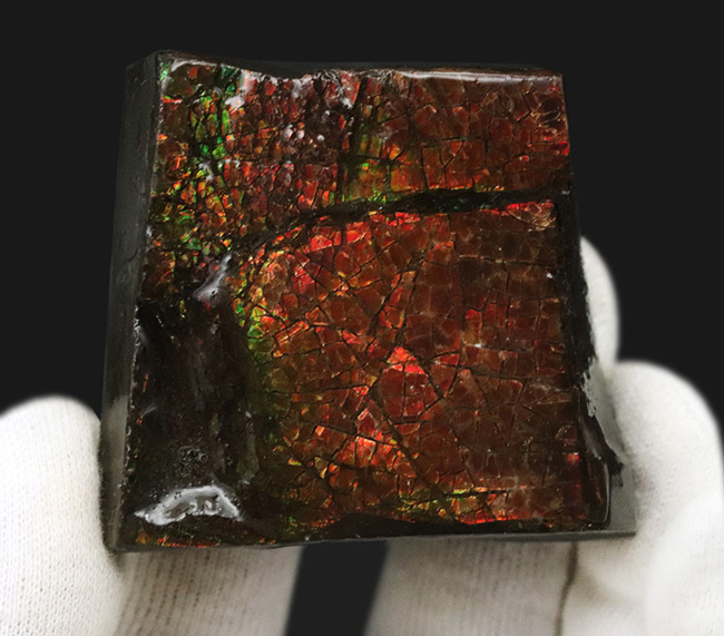 竜のうろこ模様が見られる、濃く美しい朱を呈するアンモライト(Ammolite)のピース(その2)