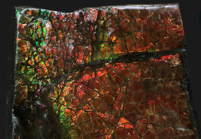 竜のうろこ模様が見られる、濃く美しい朱を呈するアンモライト(Ammolite)のピース(その3)
