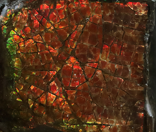 竜のうろこ模様が見られる、濃く美しい朱を呈するアンモライト(Ammolite)のピース(その4)