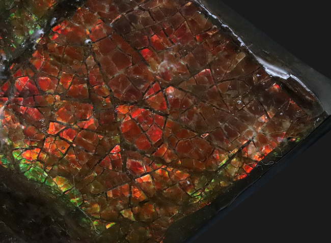 竜のうろこ模様が見られる、濃く美しい朱を呈するアンモライト(Ammolite)のピース(その5)
