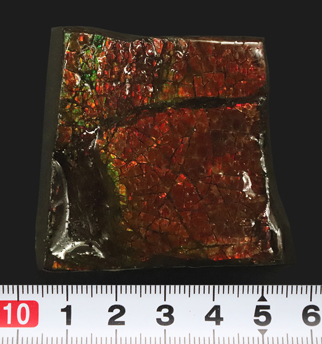 竜のうろこ模様が見られる、濃く美しい朱を呈するアンモライト（Ammolite）のピース（その8）