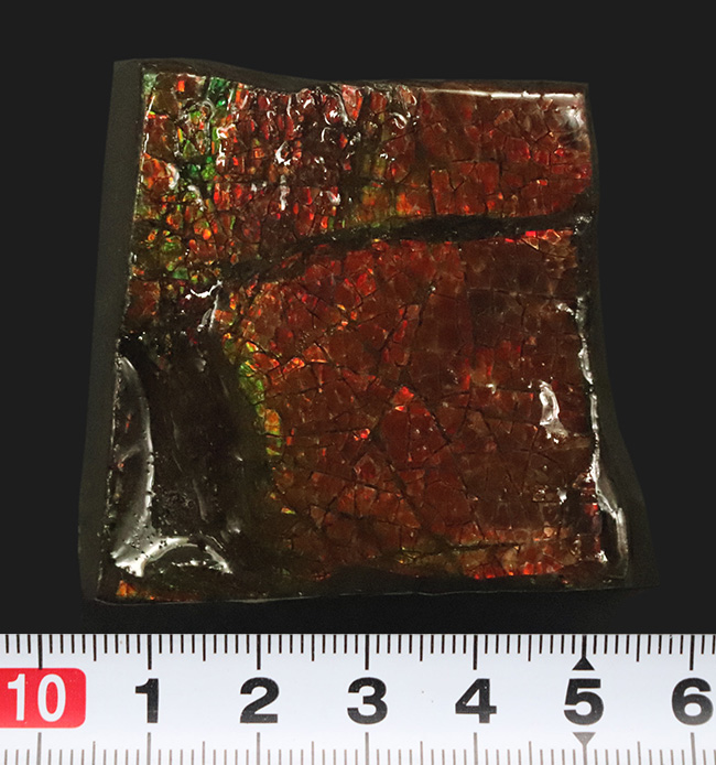 竜のうろこ模様が見られる、濃く美しい朱を呈するアンモライト(Ammolite)のピース(その8)