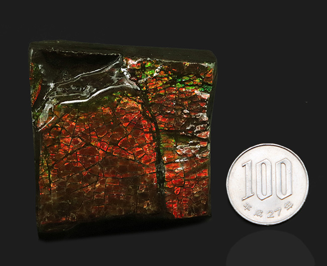 竜のうろこ模様が見られる、濃く美しい朱を呈するアンモライト(Ammolite)のピース(その9)