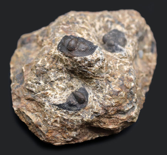 不思議な三葉虫、オンニア（Onnia）のマルチプレート化石。特徴的なツバの部分が保存されています（その1）
