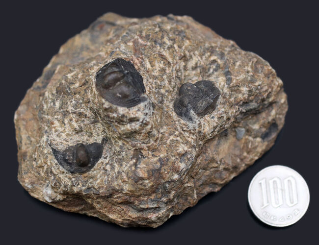 不思議な三葉虫、オンニア（Onnia）のマルチプレート化石。特徴的なツバの部分が保存されています（その10）