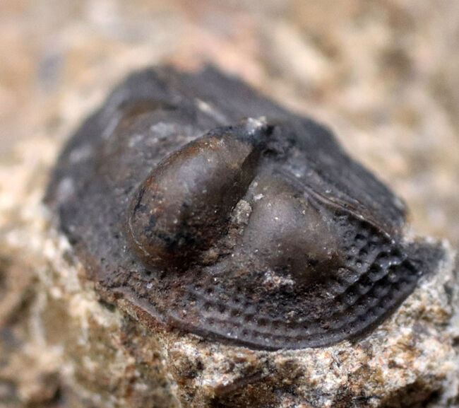 不思議な三葉虫、オンニア（Onnia）のマルチプレート化石。特徴的なツバの部分が保存されています（その2）