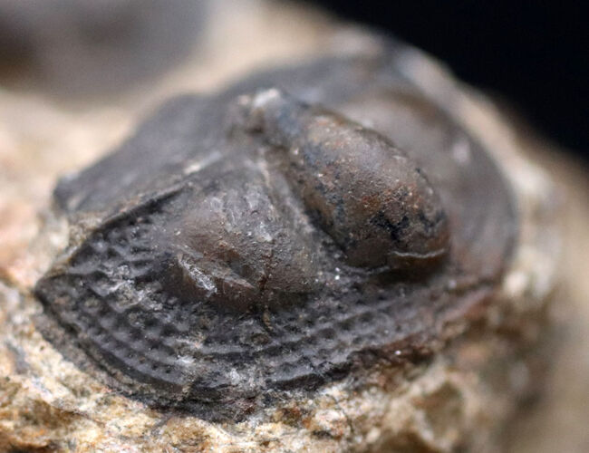 不思議な三葉虫、オンニア（Onnia）のマルチプレート化石。特徴的なツバの部分が保存されています（その3）