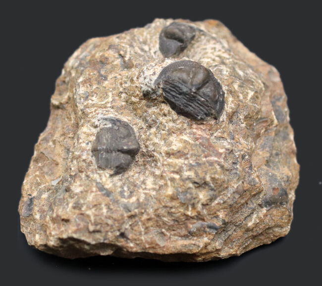 不思議な三葉虫、オンニア（Onnia）のマルチプレート化石。特徴的なツバの部分が保存されています（その4）
