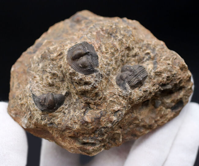 不思議な三葉虫、オンニア（Onnia）のマルチプレート化石。特徴的なツバの部分が保存されています（その5）