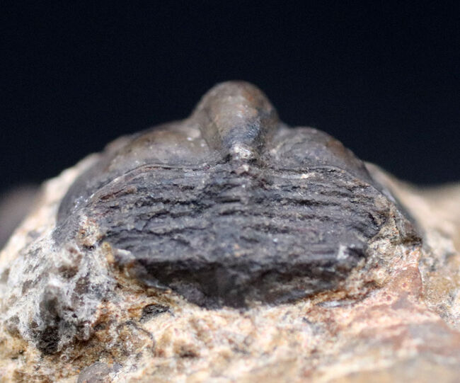 不思議な三葉虫、オンニア（Onnia）のマルチプレート化石。特徴的なツバの部分が保存されています（その6）