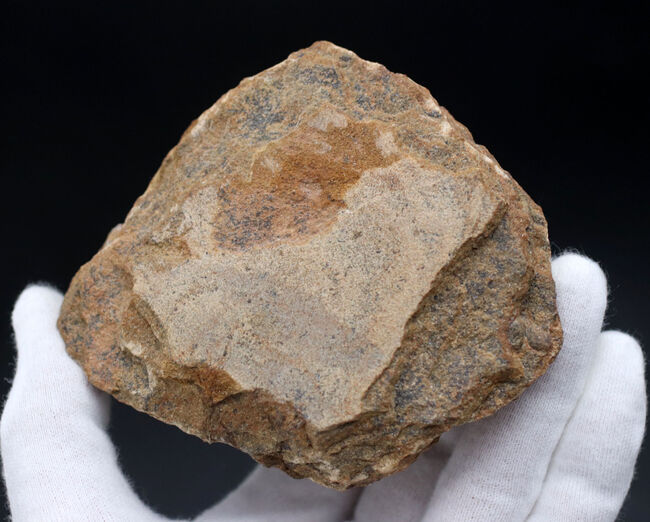 不思議な三葉虫、オンニア（Onnia）のマルチプレート化石。特徴的なツバの部分が保存されています（その7）
