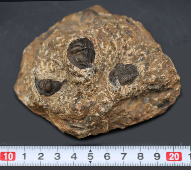 不思議な三葉虫、オンニア（Onnia）のマルチプレート化石。特徴的なツバの部分が保存されています（その9）
