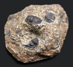 不思議な三葉虫、オンニア（Onnia）のマルチプレート化石。特徴的なツバの部分が保存されています