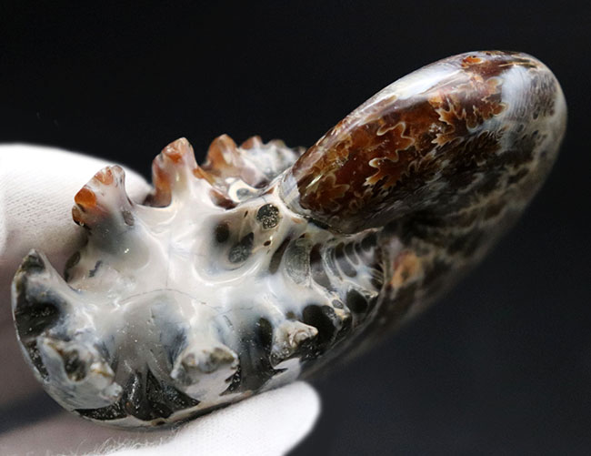 化石　骨格　標本　アンモナイト　美麗　40mm 縫合線の美しいアンモナイト046｜恐竜・化石グッズの専門店 ふぉ