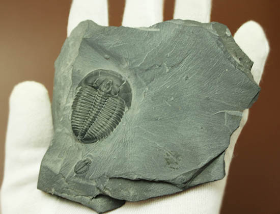 自由頬が保存!大きなサイズの三葉虫エルラシア・キンギ(その2)
