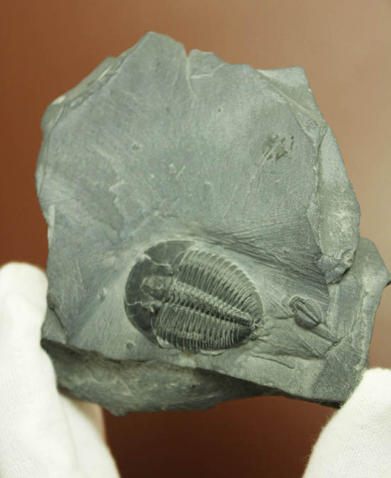 自由頬が保存!大きなサイズの三葉虫エルラシア・キンギ(その9)