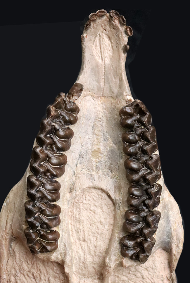 極めて保存状態良好！古代の馬、メソヒップス（Mesohippus bairdi）の頭蓋骨の化石（その1）