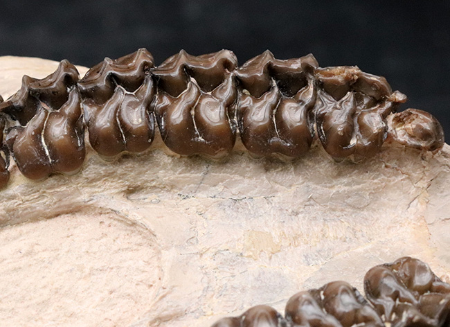 極めて保存状態良好!古代の馬、メソヒップス(Mesohippus bairdi)の頭蓋骨の化石(その10)