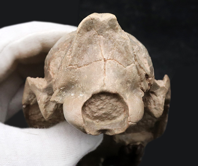 極めて保存状態良好!古代の馬、メソヒップス(Mesohippus bairdi)の頭蓋骨の化石(その11)