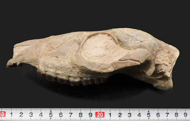 極めて保存状態良好!古代の馬、メソヒップス(Mesohippus bairdi)の頭蓋骨の化石(その12)
