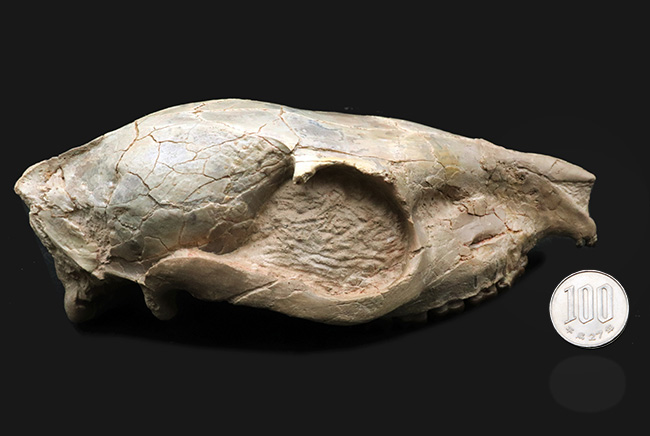 極めて保存状態良好!古代の馬、メソヒップス(Mesohippus bairdi)の頭蓋骨の化石(その13)